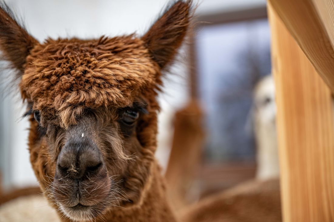 Alpaka