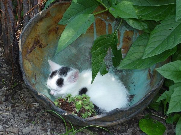 Unsere Katze