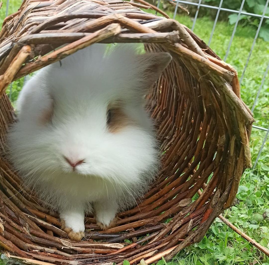 Hasen