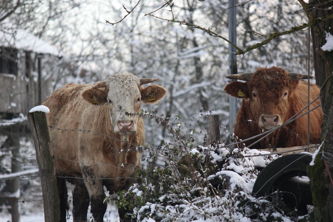 Rinder im Winter auf der Weide