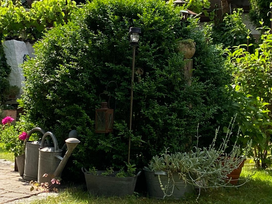 Im Garten ...