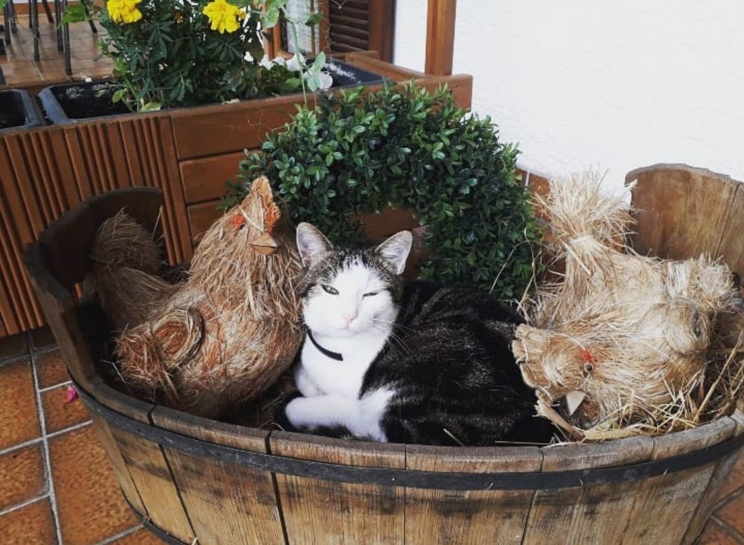 Katzen