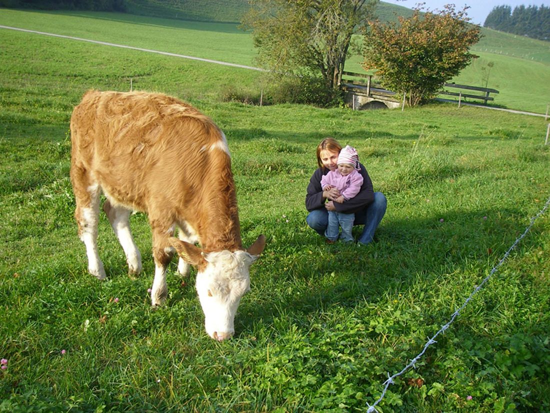 Kalb auf der Wiese