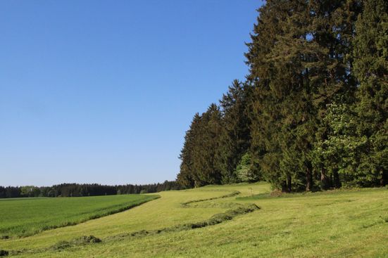 Wiese