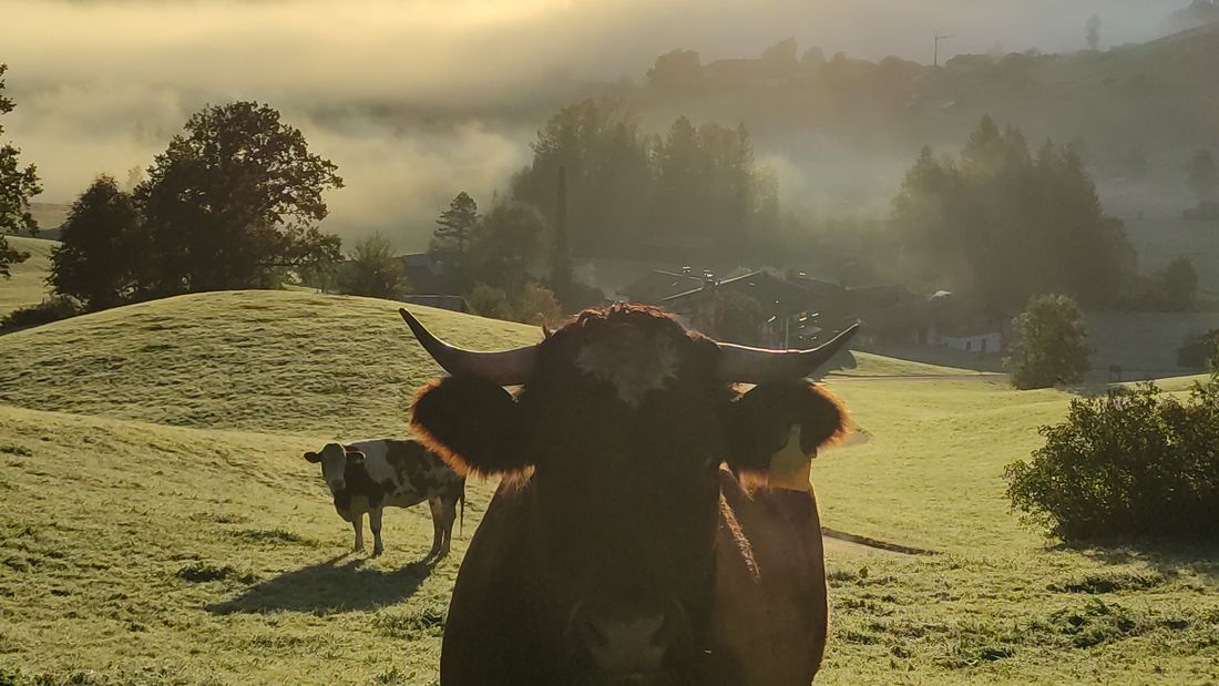 Unsere Koima auf der Weide vor dem Haus im Herbst-Nebel-Sonnenspiel