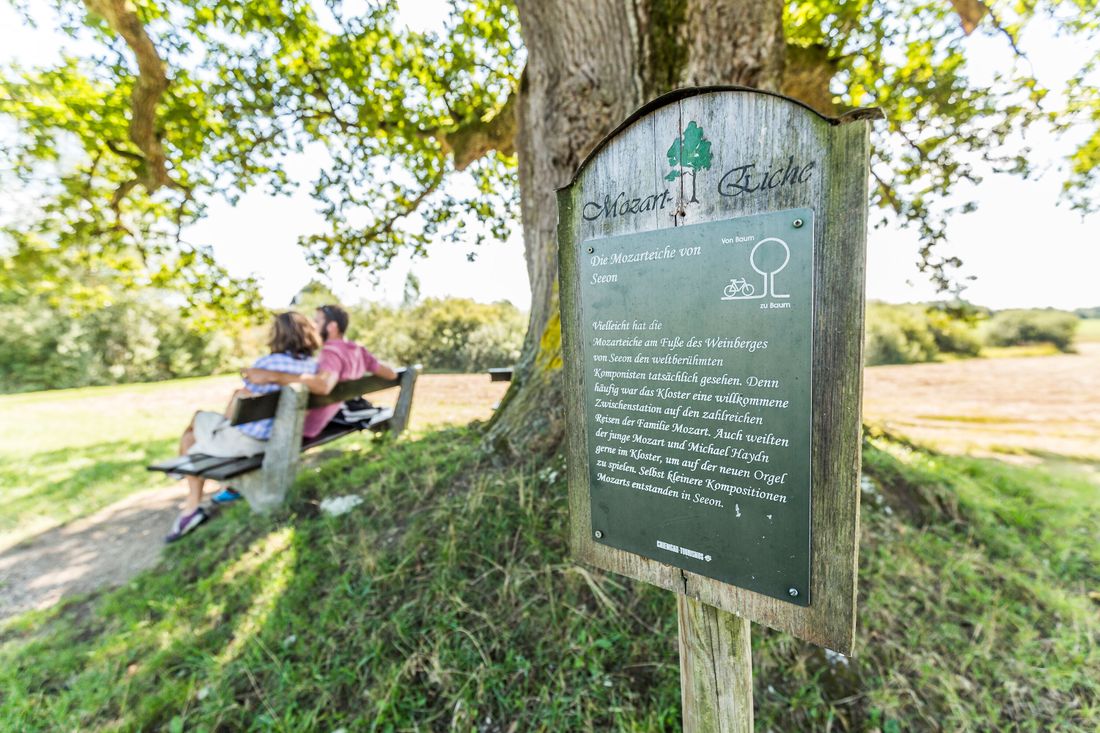 Mozart-Eiche