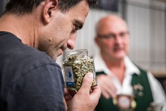 Mann riecht an Hopfen bei der Brauereiführung