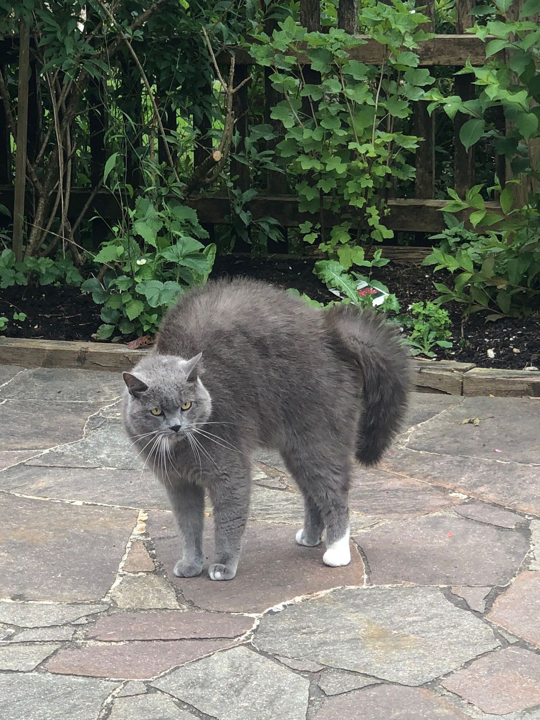 Unsere Hauskatze Rocky