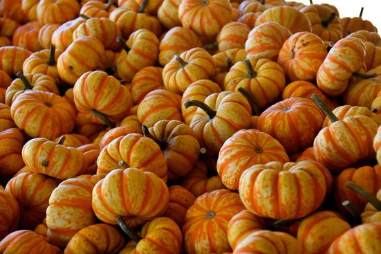 Kürbis
