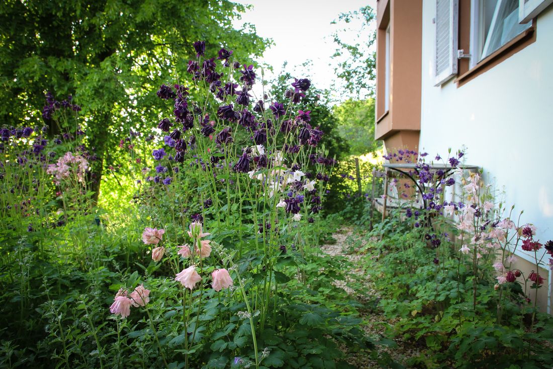 Blütenpracht im Garten