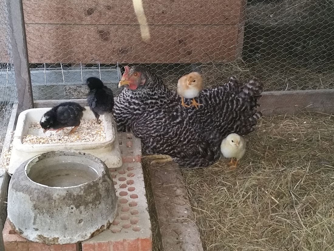 übermütiger Hühner-Nachwuchs