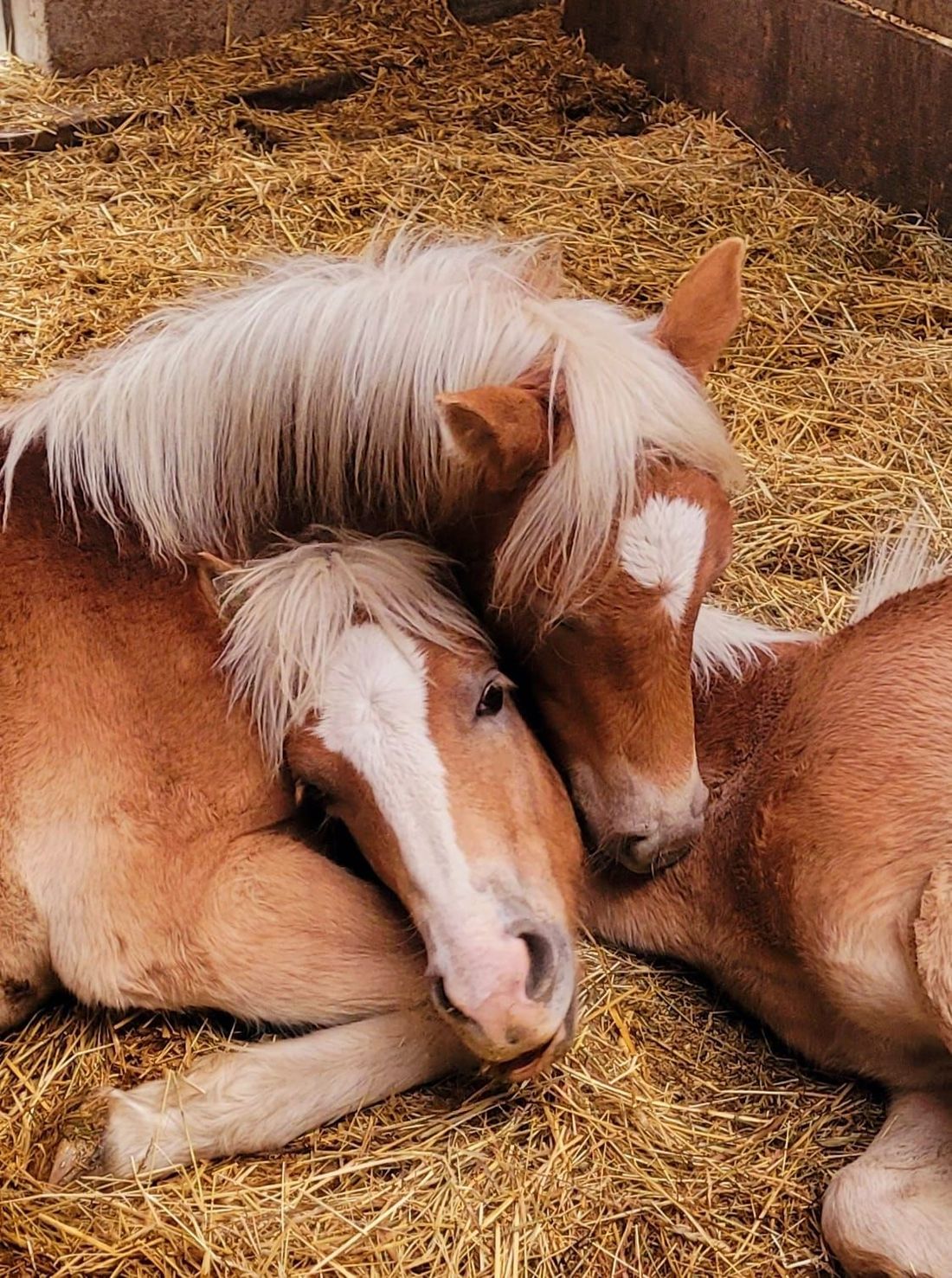 Unsere Kuschelhengste