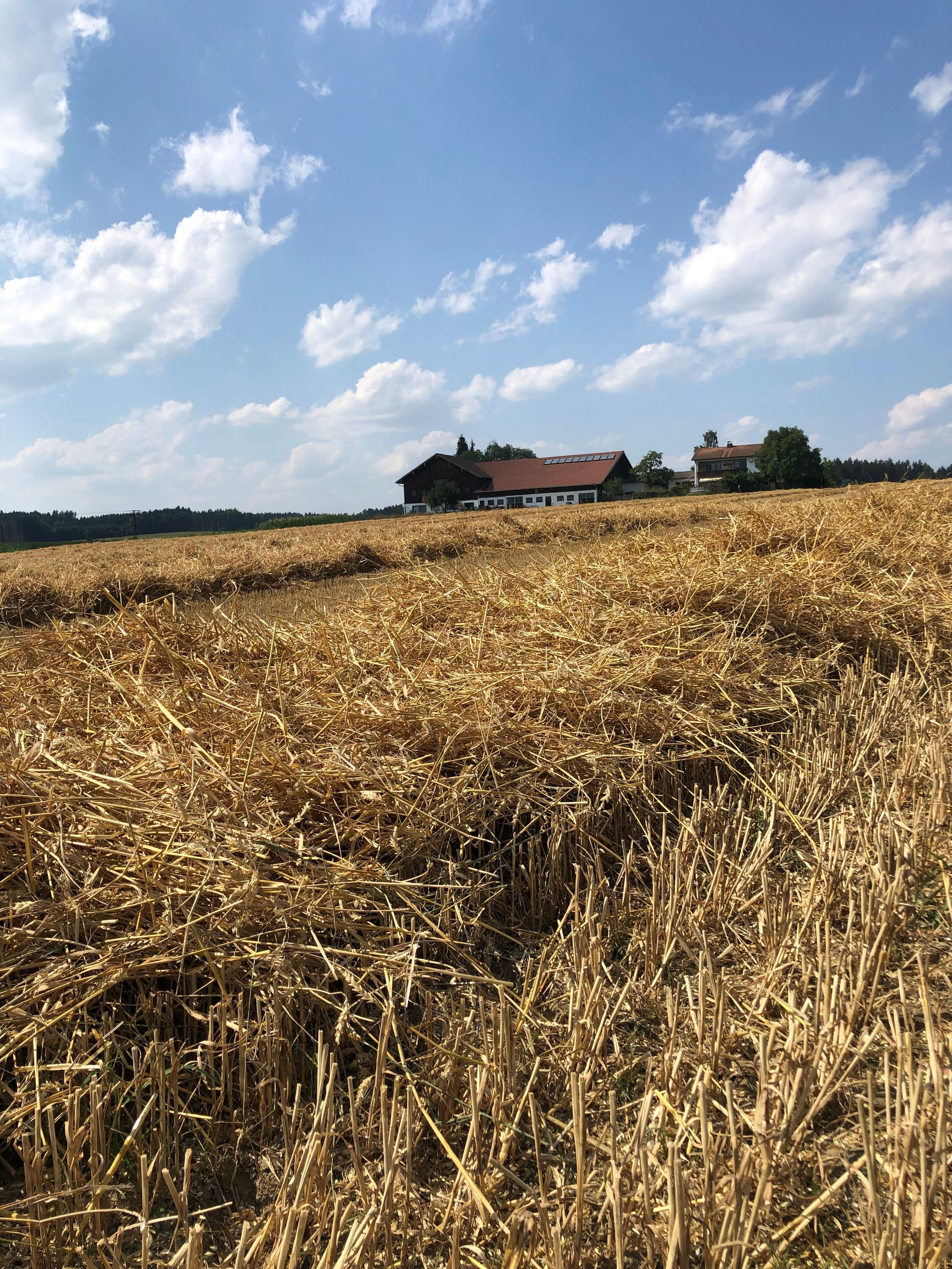 Getreidefeld mit Unterkunft