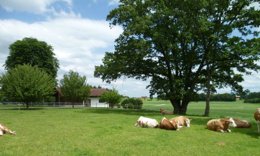 Kühe und Blick auf die Weide
