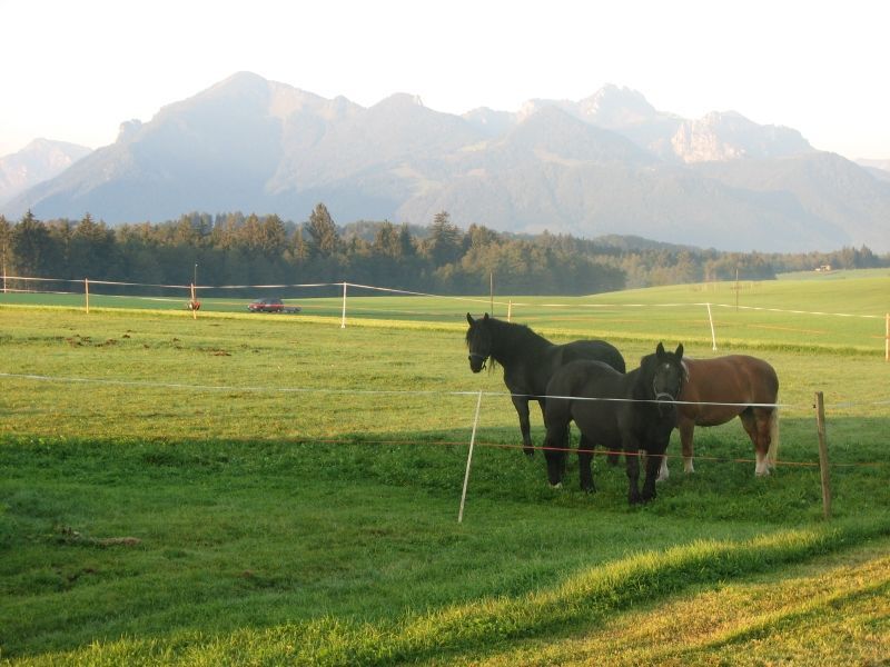 Aussicht mit Pferden