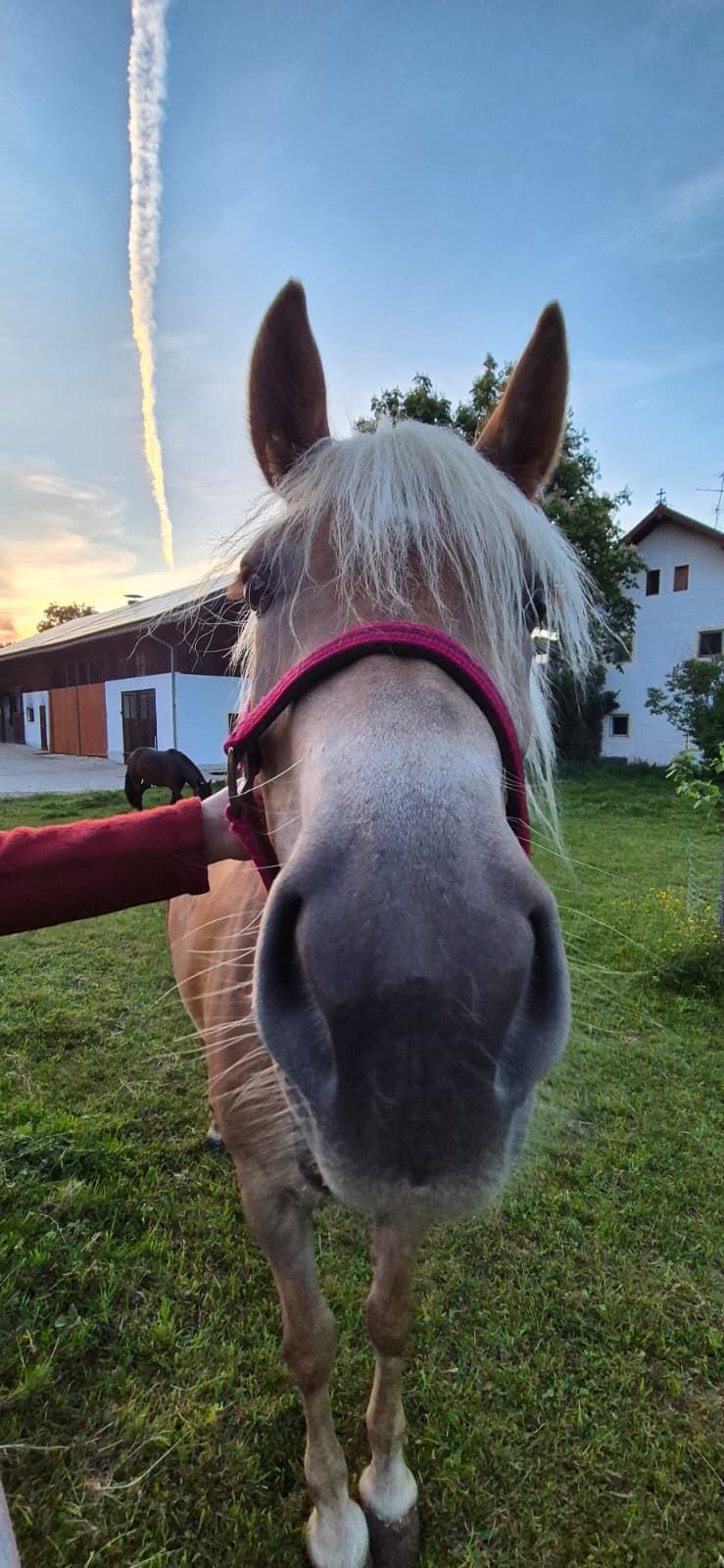 Es gibt Pferden in der Nähe