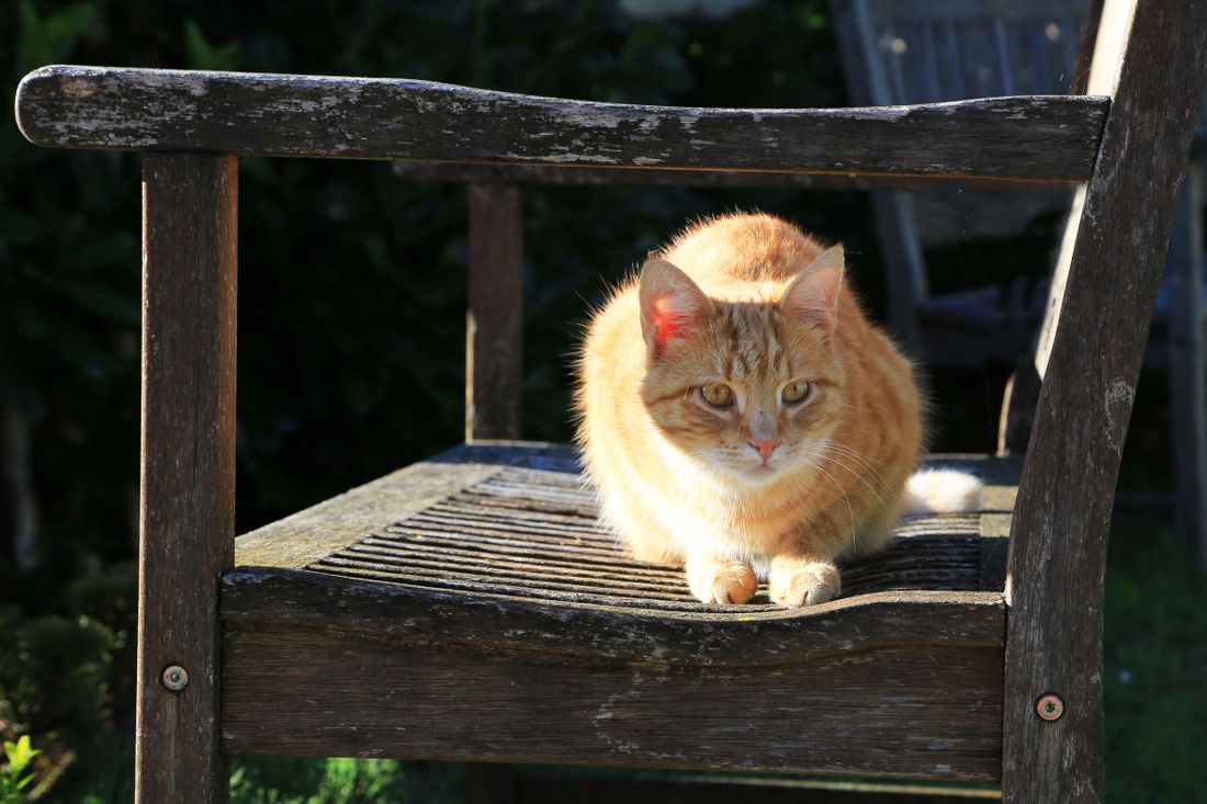 ... und eine unserer Katzen