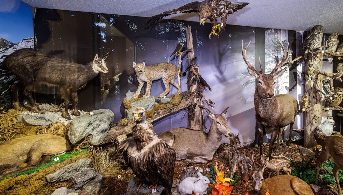 Vogel- und Tiermuseum Waging am See
