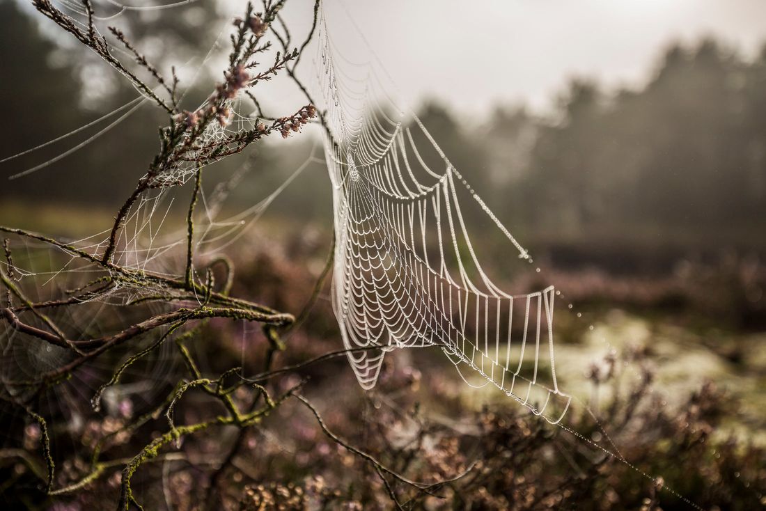 Spinnenetz Nahaufnahme