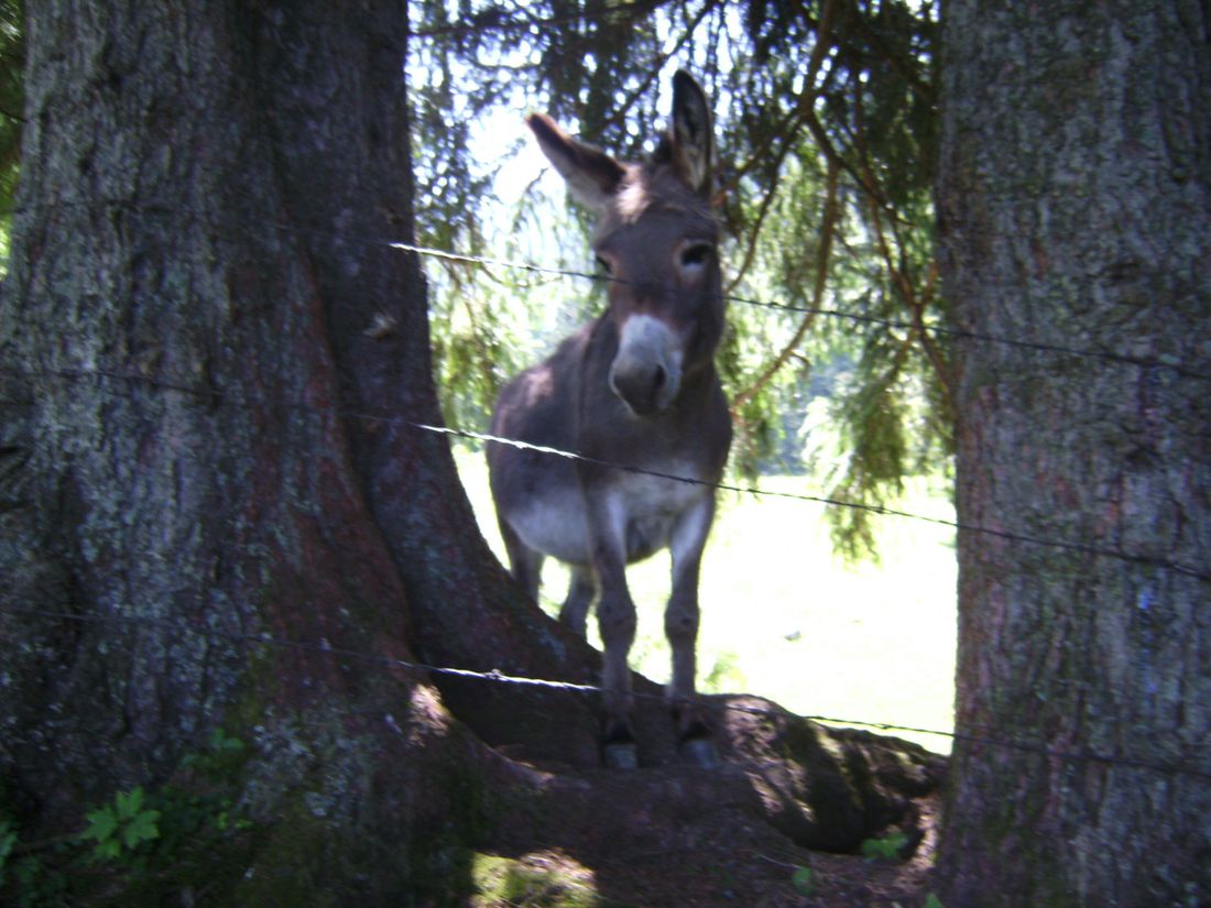 Bei der Chiemhauser Alm