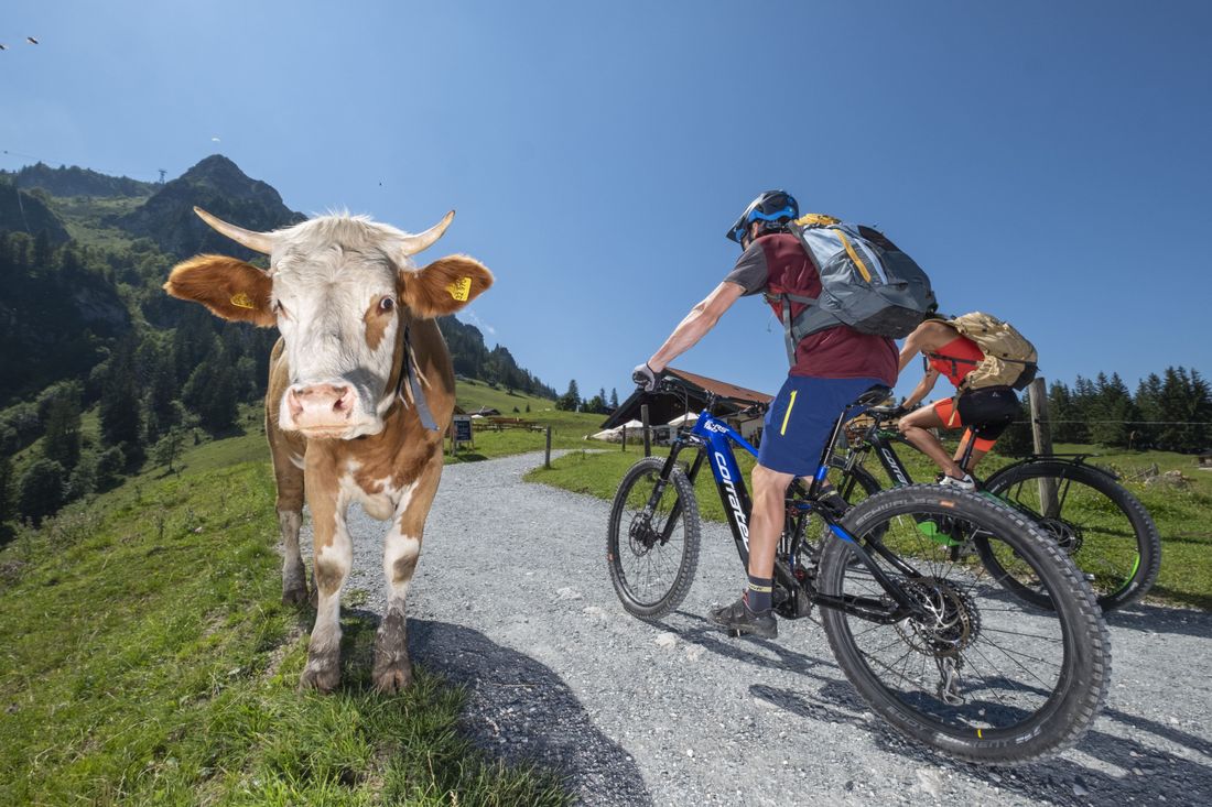 Wandern in den Alpen