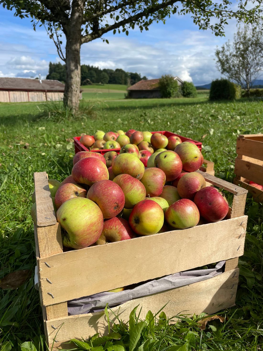 Obsternte im Herbst