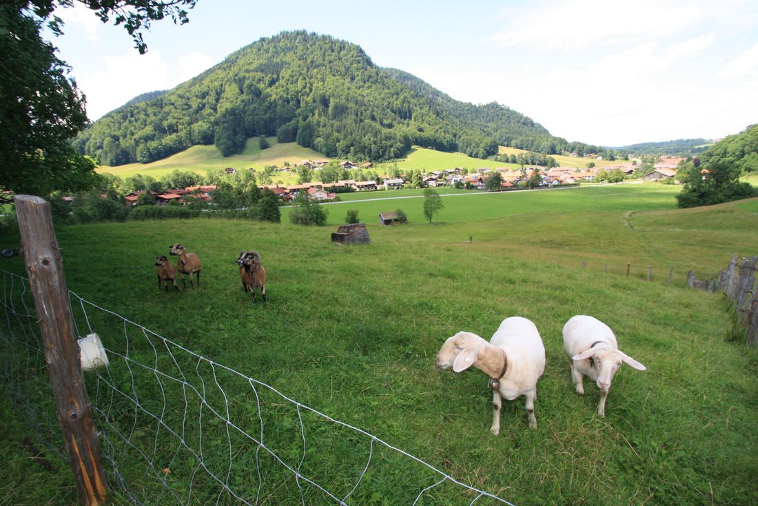 Bilder Schafe
