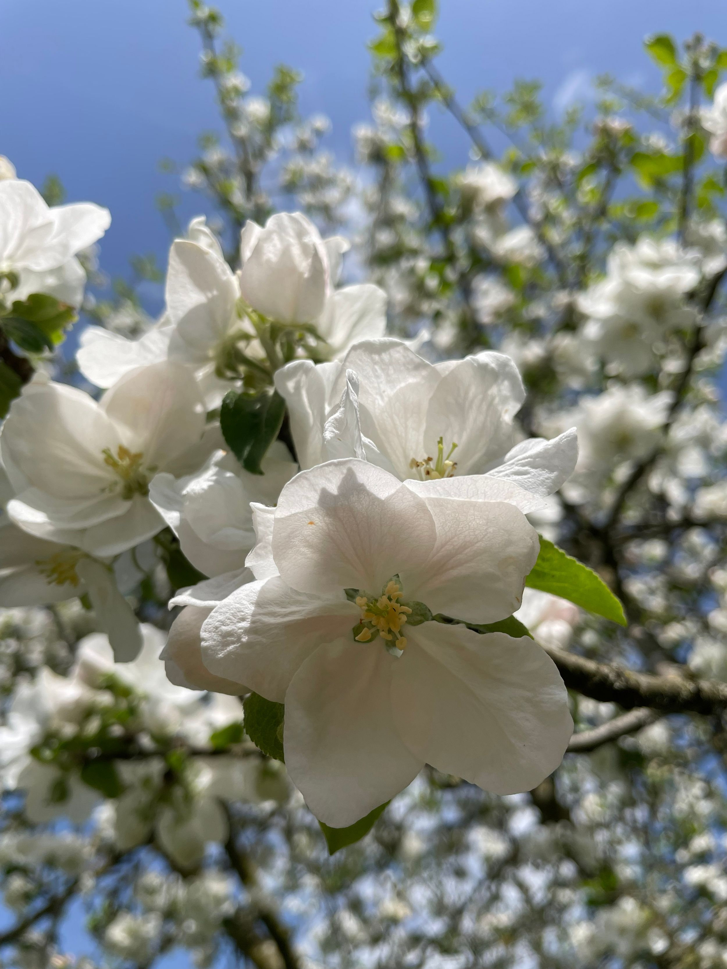 Landschaft, Natur, Garten