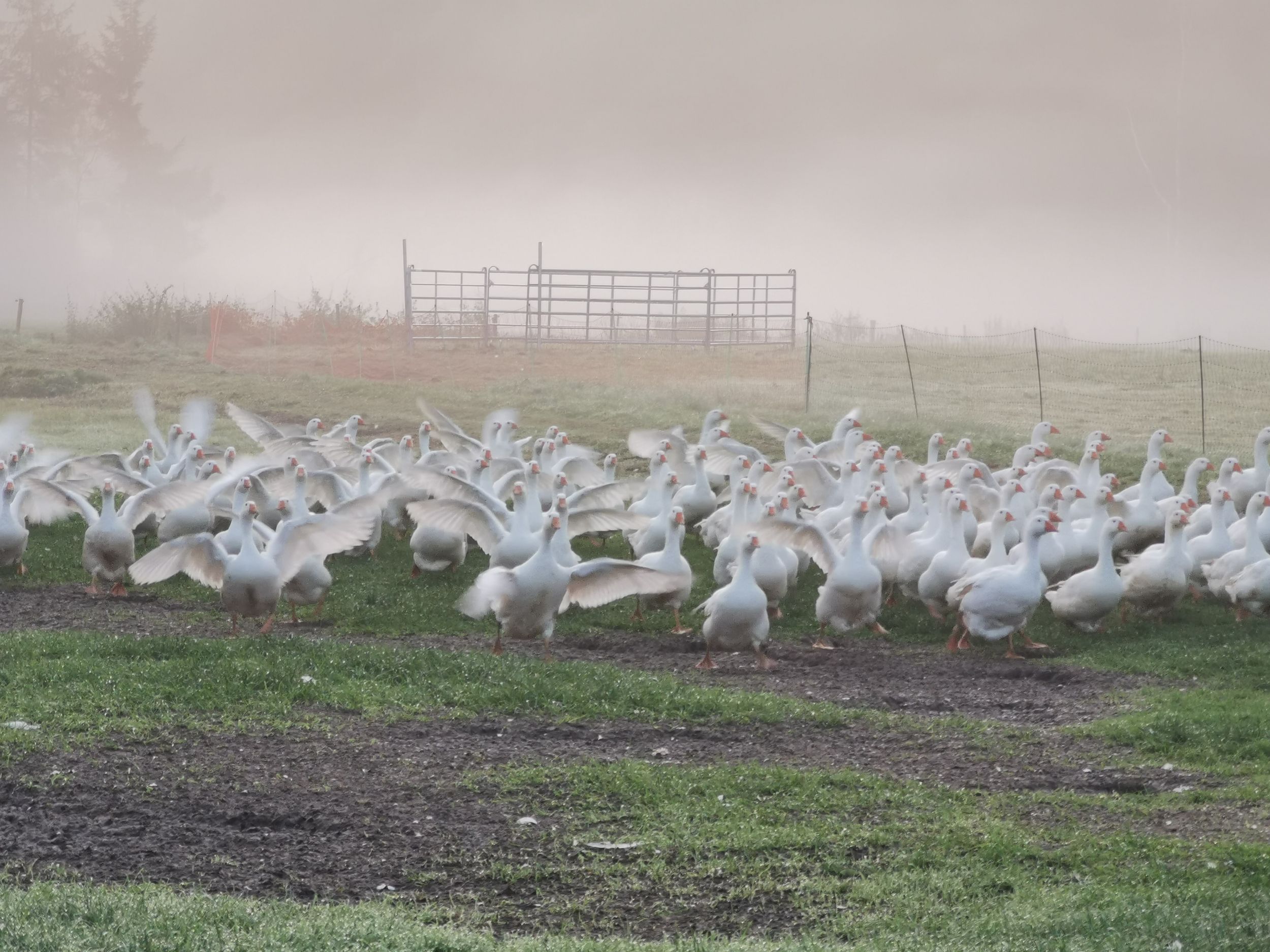 Gänse auf der Weide