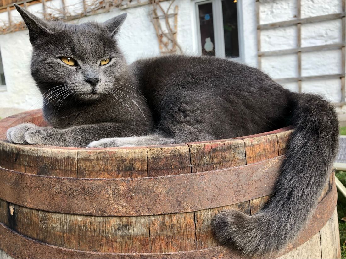 Hofkatze Tina
