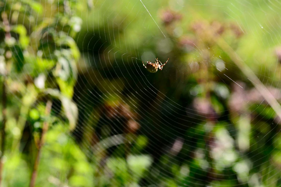 Spinnennetz