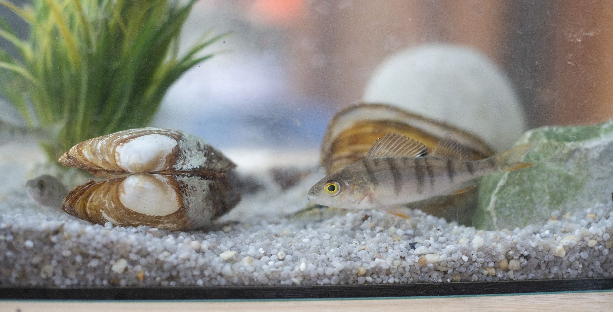 Fisch & Muschel