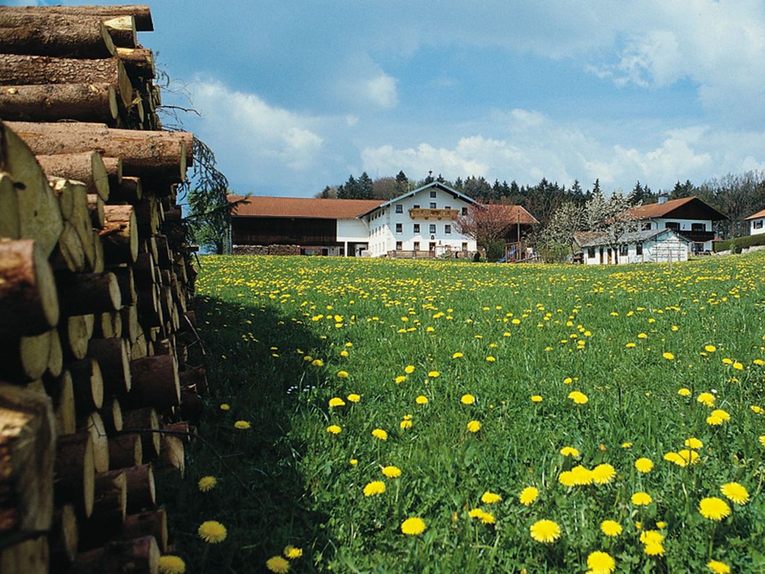 Wiese vor dem Haus