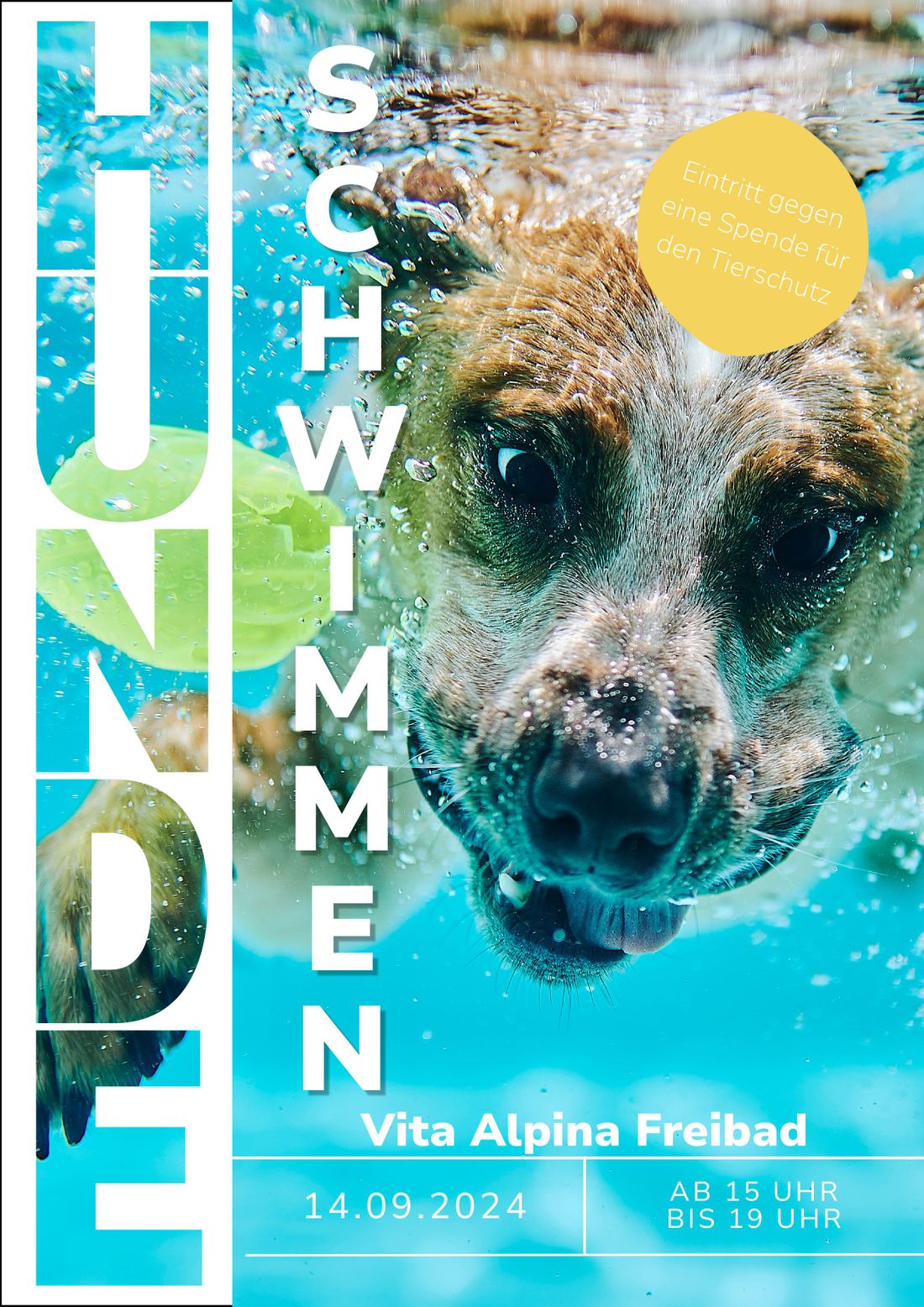 Plakat - Erstes Hundeschwimmen-1
