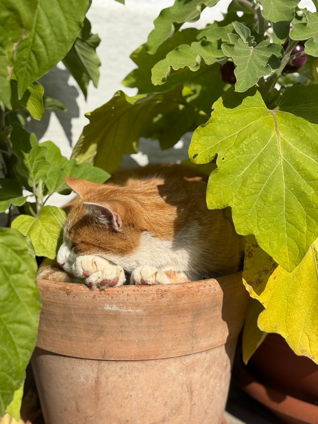 🐱🌿 Öttel zwischen Auberginen und Zuchinis
