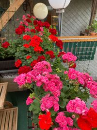 Balkon mit Geranien