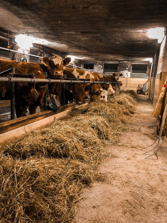 Unsere Kälber im Stall
