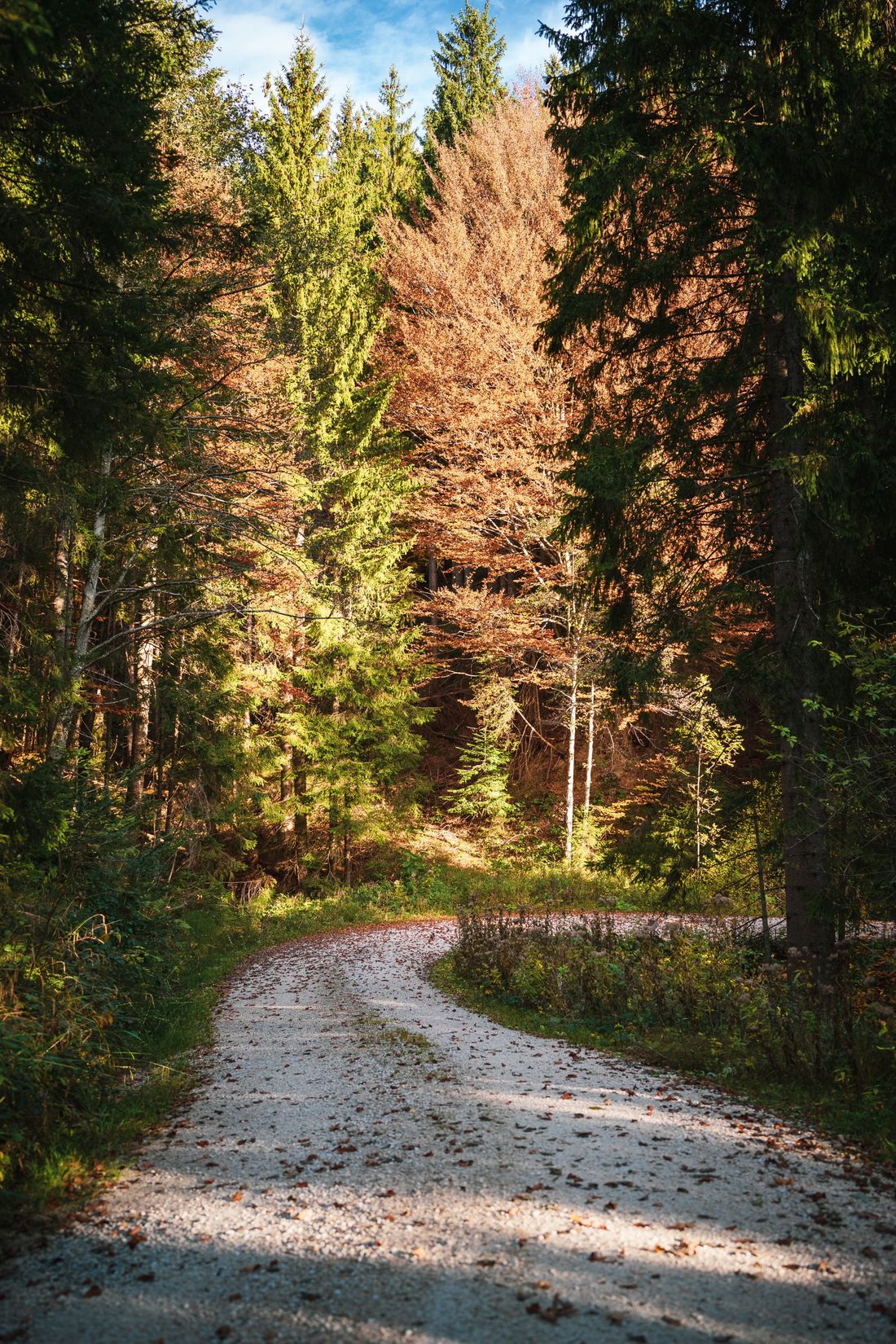 Im Reich der Rehe und Hirsche