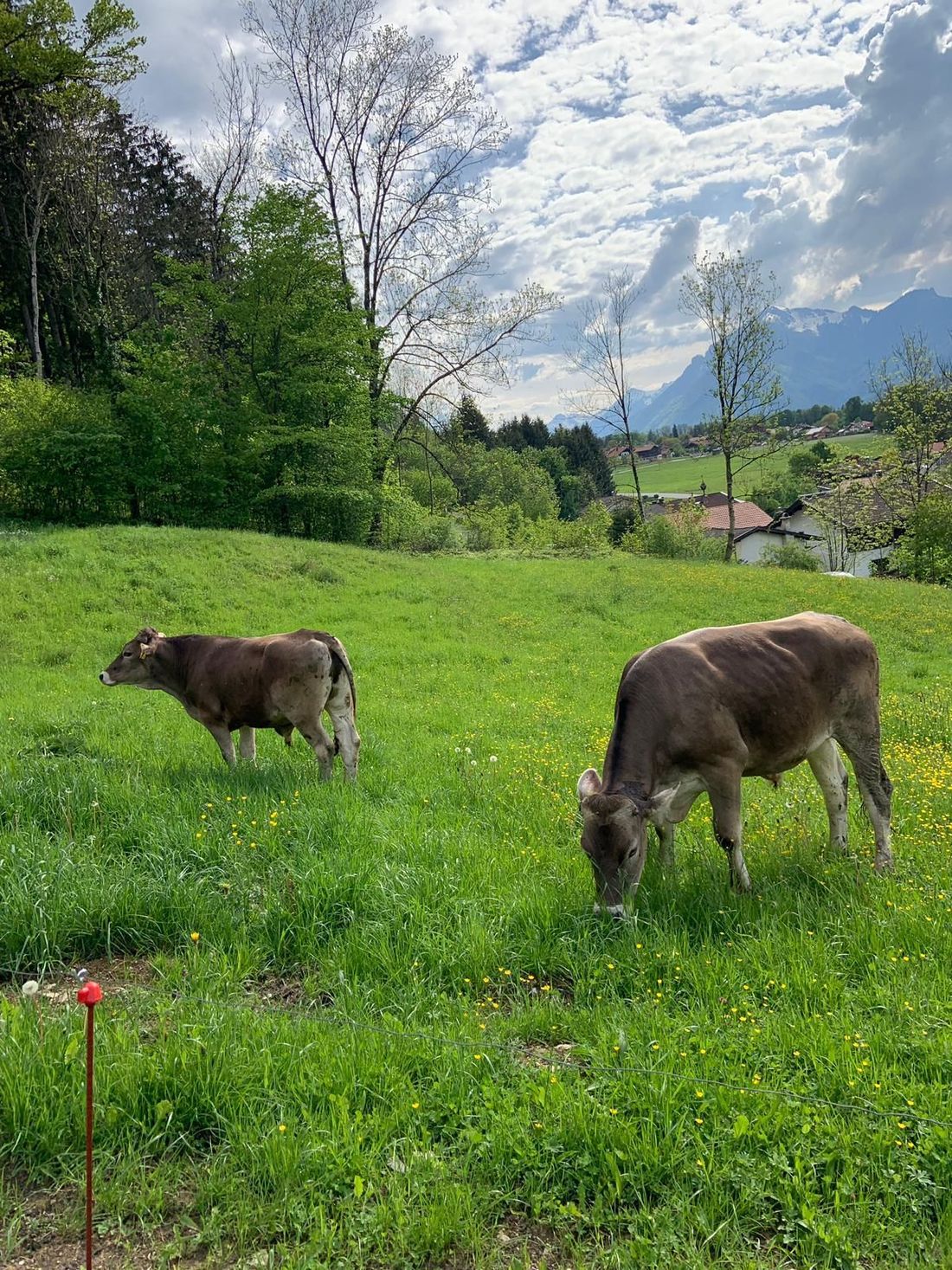 Kühe auf der Weide