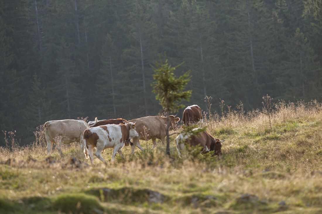 Cows grazing near the Finsterbachalm