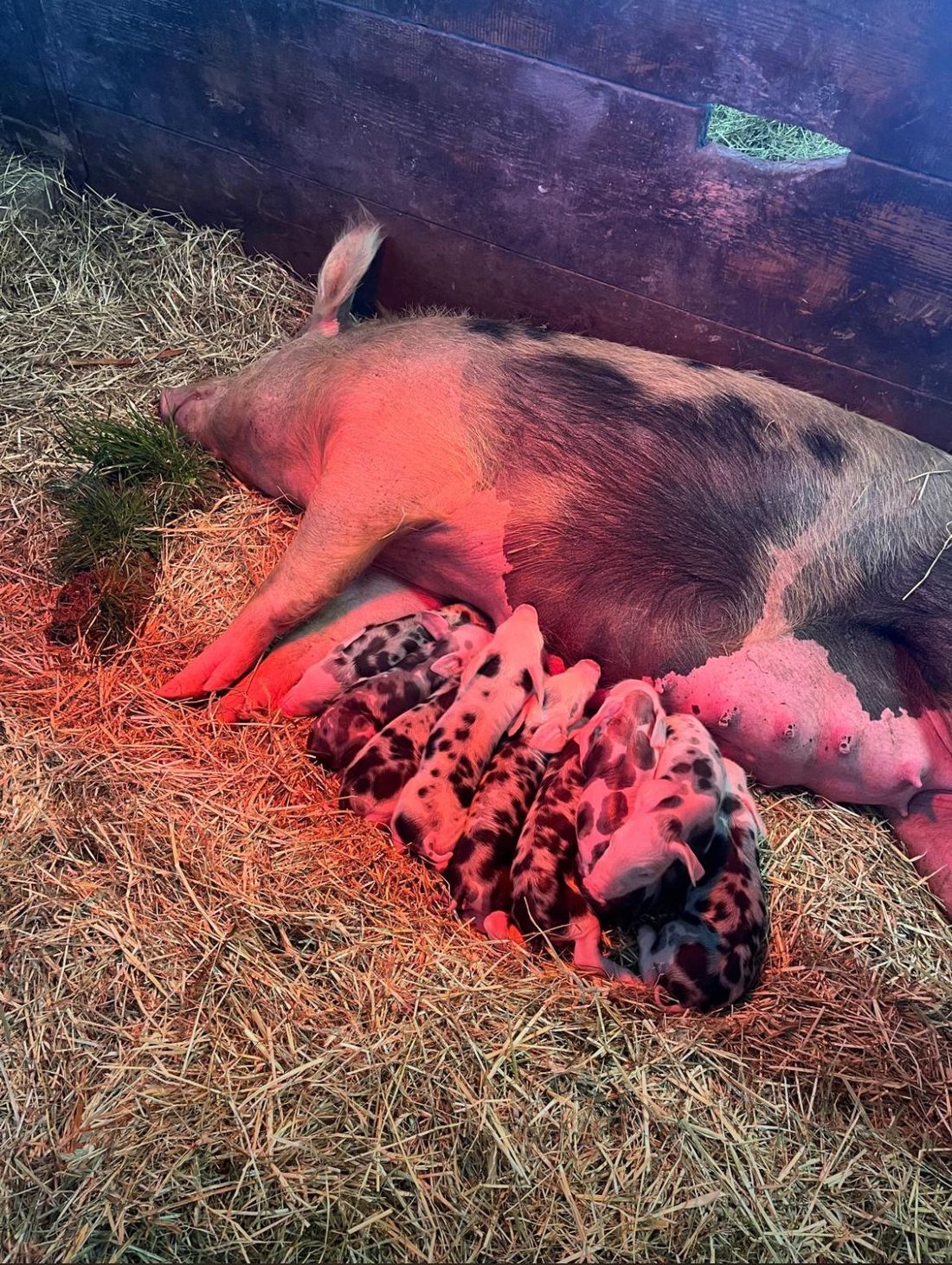 Nachwuchs im Schweinestall