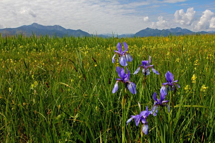 Grabenstätter Moos Irisblüte 6.jpg