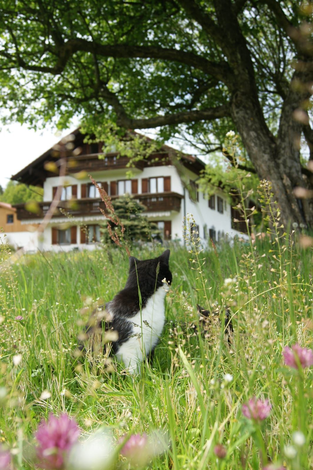 Katzen in der Wiese