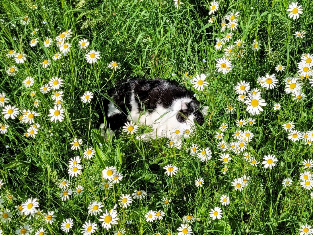 Unsere Katze