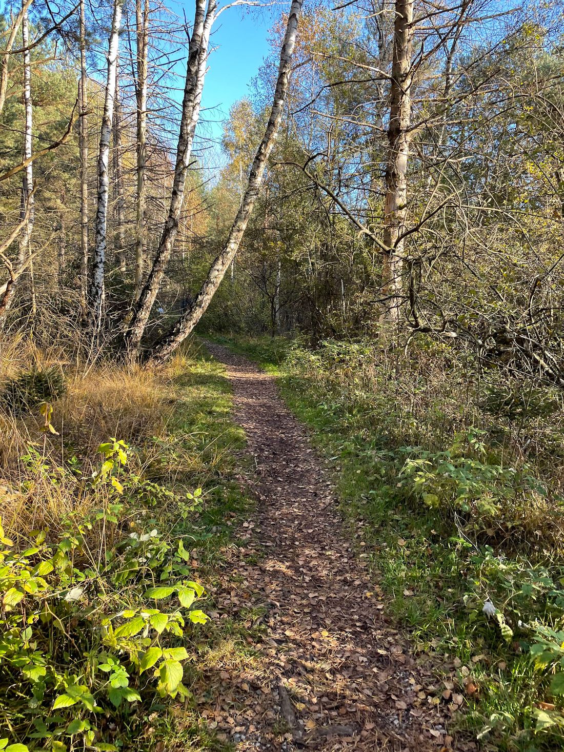 Wanderweg im Naturschutzgebiet Seeoner Seen Tourist-Information Seebruck