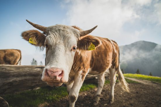 Kuh schaut in die Kamera