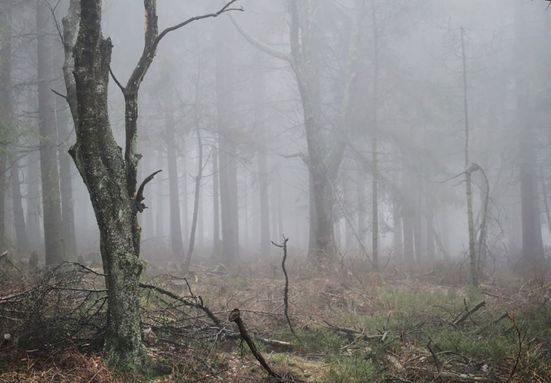 Wald