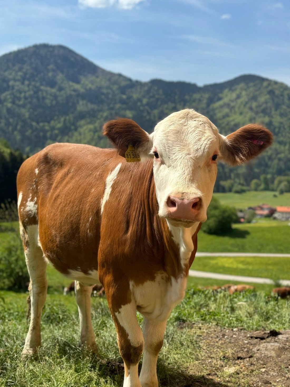 Unsere Kälber