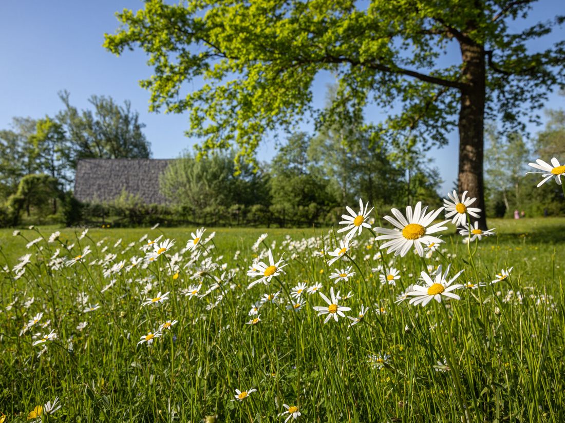 Baiuvarenhaus im Kurpark Waging