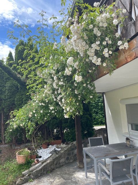 Rosenblüte